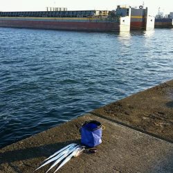 ムコイチ朝マズメ、ボチボチでした。